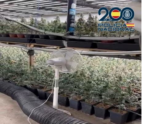 28 detenidos y más de 8.000 plantas de marihuana incautadas en ocho operaciones policiales en Granada, Motril y Baza 28 detenidos y más de 8.000 plantas de marihuana incautadas en ocho operaciones policiales en Granada, Motril y Baza