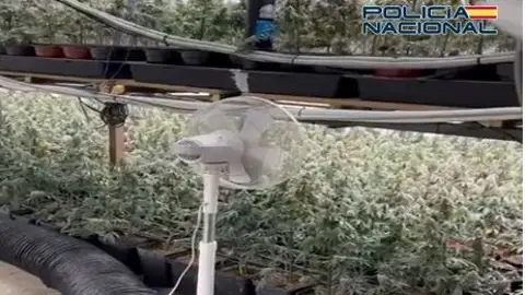 28 detenidos y más de 8.000 plantas de marihuana incautadas en ocho operaciones policiales en Granada, Motril y Baza 28 detenidos y más de 8.000 plantas de marihuana incautadas en ocho operaciones policiales en Granada, Motril y Baza