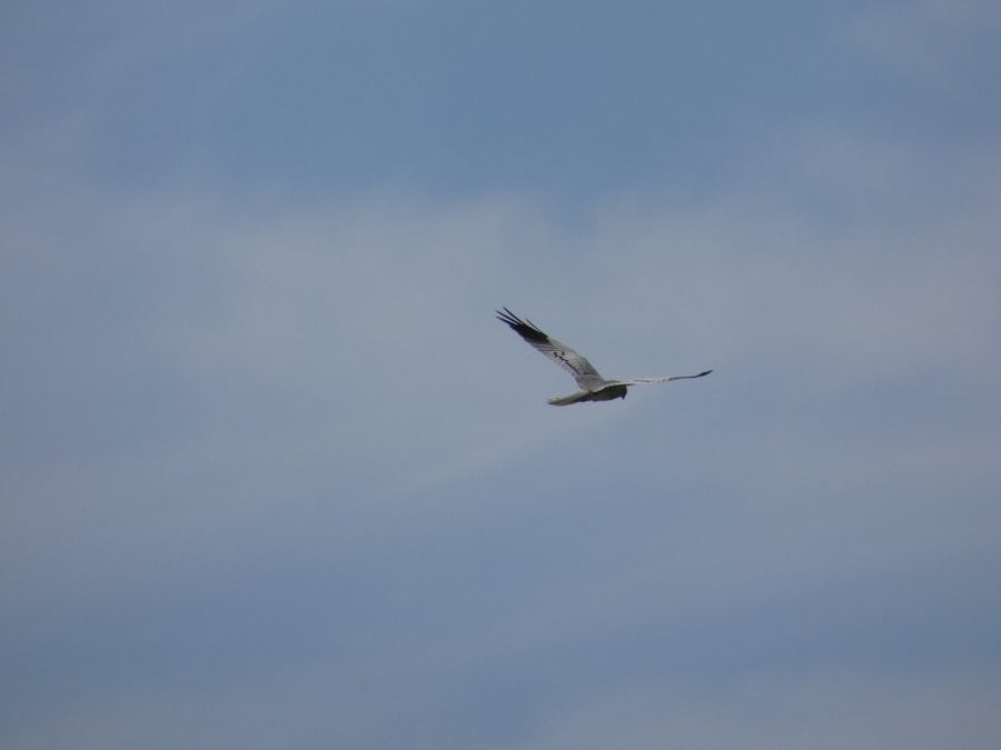 Los aguiluchos cenizos llegan a Campo de Montiel bajo la atenta mirada de los expertos Los aguiluchos cenizos llegan a Campo de Montiel bajo la atenta mirada de los expertos