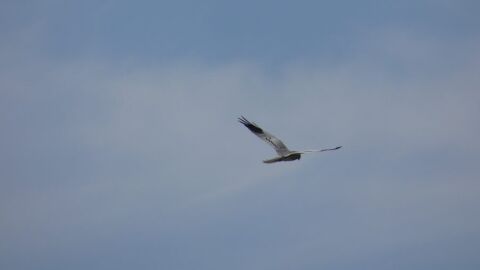Aguilucho cenizo 