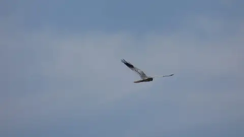 Aguilucho cenizo Aguilucho cenizo