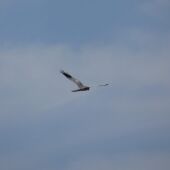 Aguilucho cenizo 