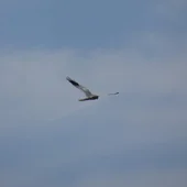 Aguilucho cenizo Aguilucho cenizo