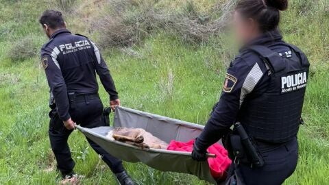Dos agentes de la Polic&iacute;a Local de Alcal&aacute; trasladan a un corzo herido rescatado en el Parque de los Cerros