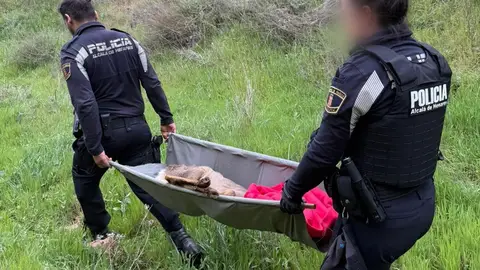 La Policía Local de Alcalá de Henares rescata a un corzo herido en el Parque de los Cerros Dos agentes de la Policía Local de Alcalá trasladan a un corzo herido rescatado en el Parque de los Cerros