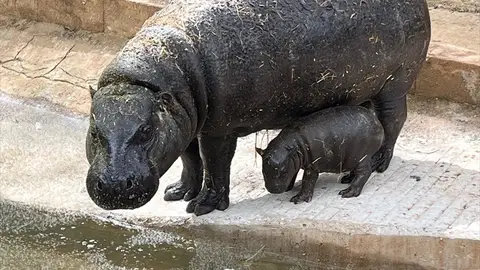 Nace el primer hipopótamo pigmeo en el Parque de Cabárceno Nace el primer hipopótamo pigmeo en el Parque de Cabárceno