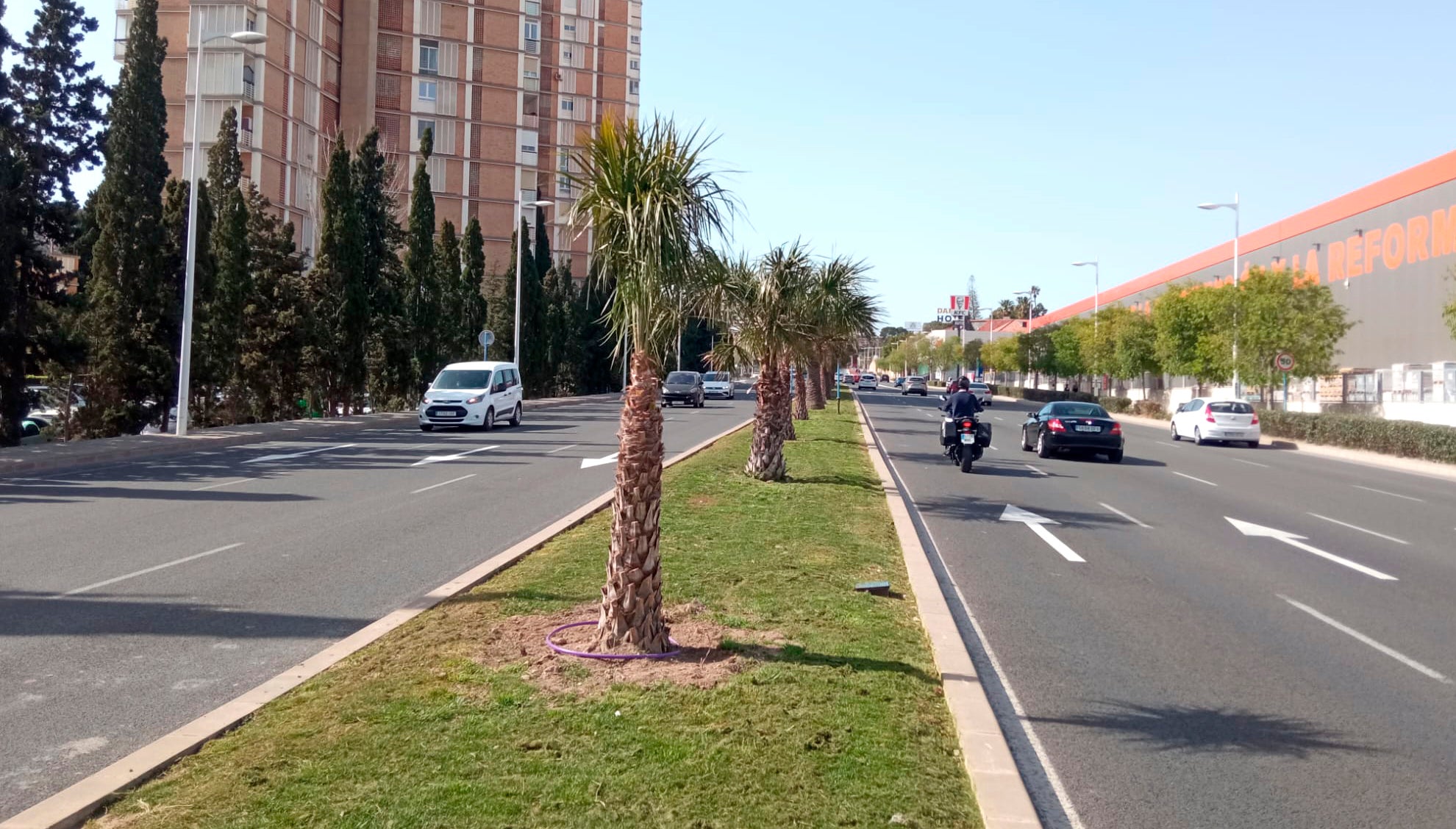 Alicante adorna la avenida de Denia para recibir a la Peregrina con plantaciones de flores y nuevas palmeras Alicante adorna la avenida de Denia para recibir a la Peregrina con plantaciones de flores y nuevas palmeras