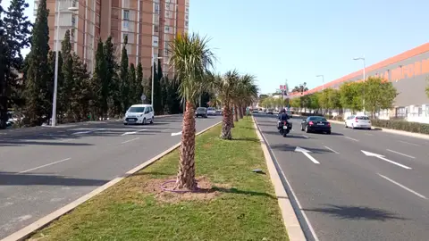 Nuevas palmeras en la mediana de la avenida de Denia Nuevas palmeras en la mediana de la avenida de Denia