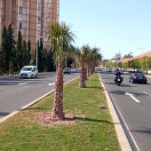 Nuevas palmeras en la mediana de la avenida de Denia