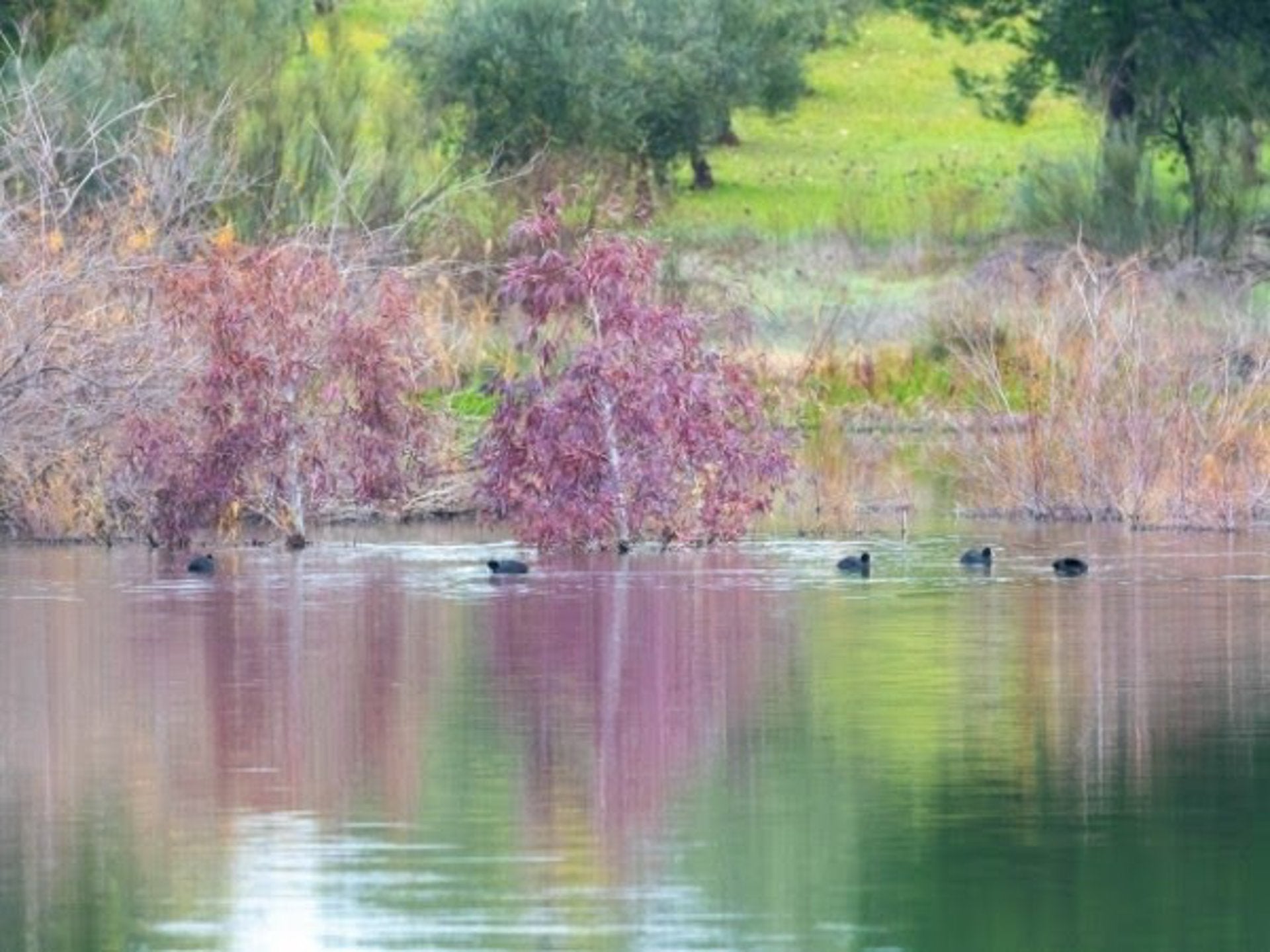 SEO/Birdlife alerta del declive de aves acuáticas invernantes en Extremadura SEO/Birdlife alerta del declive de aves acuáticas invernantes en Extremadura