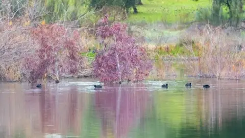 SEO/Birdlife alerta del declive de aves acuáticas invernantes en Extremadura SEO/Birdlife alerta del declive de aves acuáticas invernantes en Extremadura