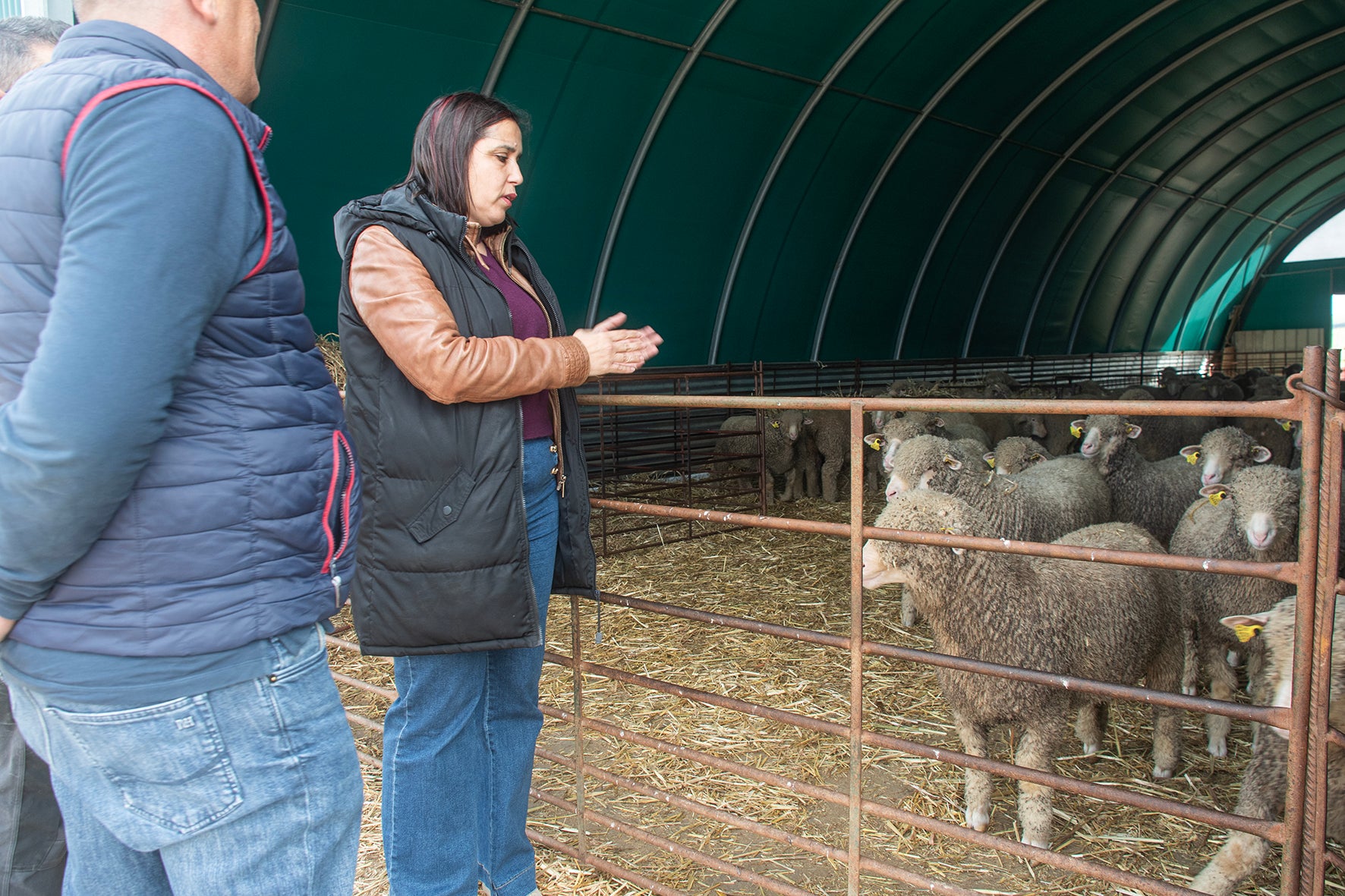 Nueva subasta de ganado ovino de la diputación, con la satisfacción de los ganaderos y ganaderas, que destacan su calidad y precio Nueva subasta de ganado ovino de la diputación, con la satisfacción de los ganaderos y ganaderas, que destacan su calidad y precio