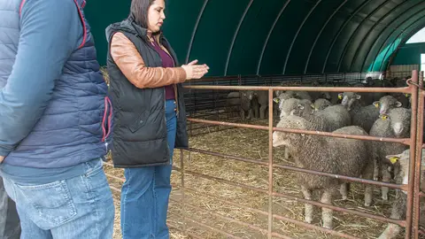 Nueva subasta de ganado ovino de la diputación, con la satisfacción de los ganaderos y ganaderas, que destacan su calidad y precio Nueva subasta de ganado ovino de la diputación, con la satisfacción de los ganaderos y ganaderas, que destacan su calidad y precio