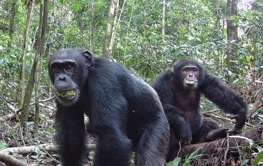 Guerra civil entre chimpancés y lo que dice sobre por qué nos matamos unos a otros Guerra civil entre chimpancés y lo que dice sobre por qué nos matamos unos a otros