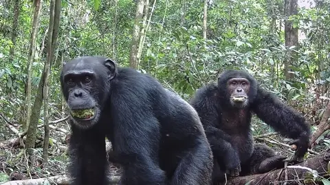 Dos chimpancés machos Dos chimpancés machos