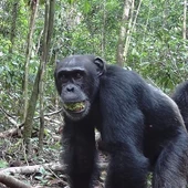 Dos chimpancés machos Dos chimpancés machos