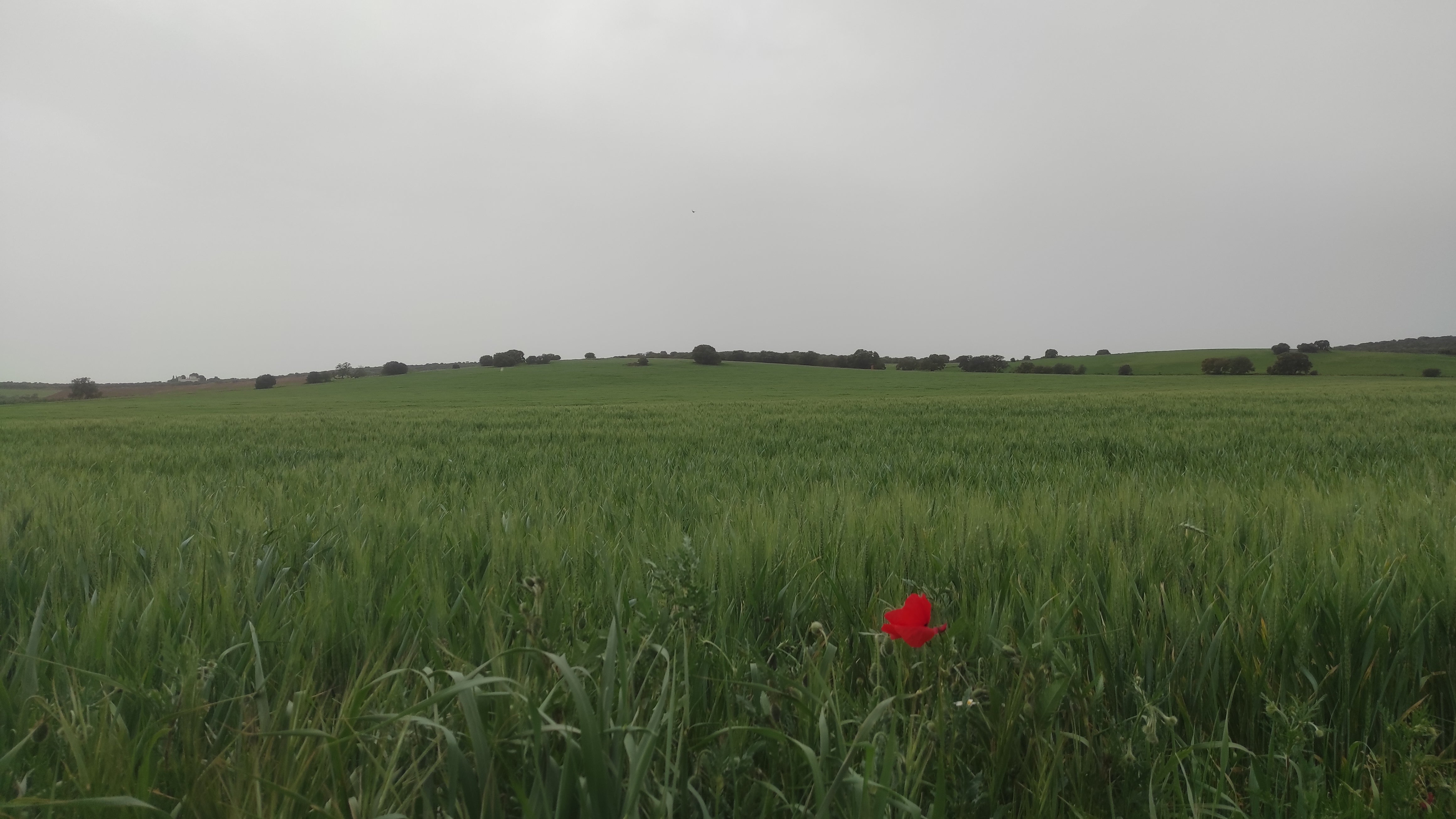 El cereal espiga en el campo, los agricultores esperan sol y lluvia moderados para obtener una buena cosecha El cereal espiga en el campo, los agricultores esperan sol y lluvia moderados para obtener una buena cosecha