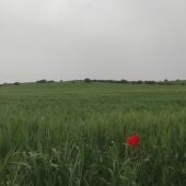 Cereal espigando en una finca de Valdepeñas