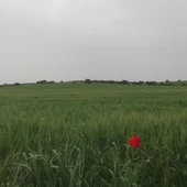 Cereal espigando en una finca de Valdepeñas Cereal espigando en una finca de Valdepeñas