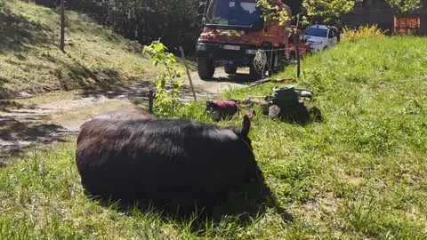 Rescatan con una grúa a una vaca caída al río en Vega de Liébana Rescatan con una grúa a una vaca caída al río en Vega de Liébana