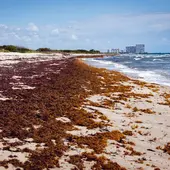 Posidonia oceánica Posidonia oceánica