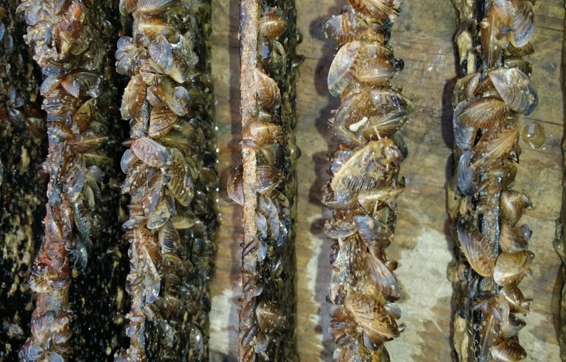 Andalucía limita la pesca en Cuevas de Almanzora por la amenaza del mejillón cebra Andalucía limita la pesca en Cuevas de Almanzora por la amenaza del mejillón cebra