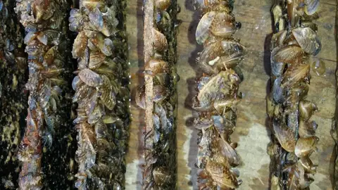 Andalucía limita la pesca en Cuevas de Almanzora por la amenaza del mejillón cebra Andalucía limita la pesca en Cuevas de Almanzora por la amenaza del mejillón cebra