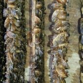 Andalucía limita la pesca en Cuevas de Almanzora por la amenaza del mejillón cebra