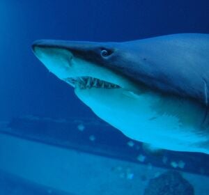 Imagen de archivo de un tibur&oacute;n tigre.