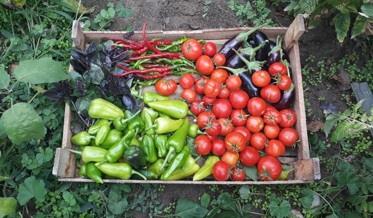 Restaurantes y tiendas gourmet de Málaga descubren nuevas oportunidades gastronómicas con los productos ecológicos de Setacor Restaurantes y tiendas gourmet de Málaga descubren nuevas oportunidades gastronómicas con los productos ecológicos de Setacor