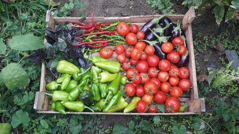 Agricultura ecol&oacute;gica 