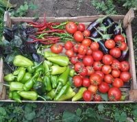 Agricultura ecol&oacute;gica 