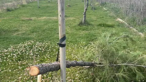 Tala de árboles en Azuqueca de Henares. Tala de árboles en Azuqueca de Henares.