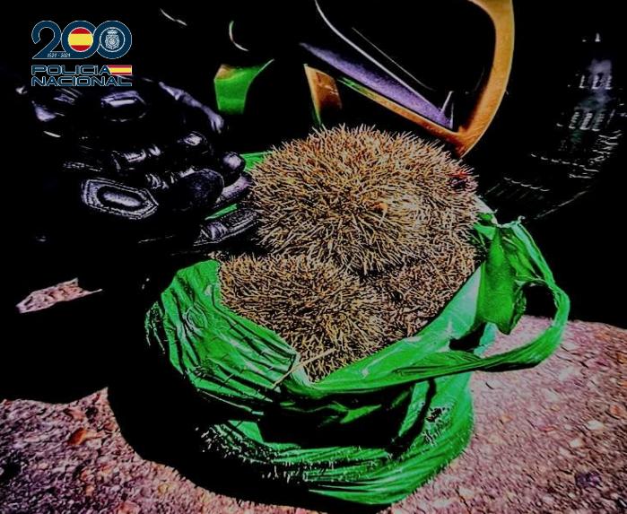 Rescatan en Ciudad Real a una decena de erizos heridos que habían sido cazados ilegalmente Rescatan en Ciudad Real a una decena de erizos heridos que habían sido cazados ilegalmente