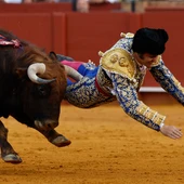 El diestro Morante de la Puebla sufre una cogida durante la novena corrida de la Feria de Abril de Sevilla/ EFE/ Julio Muñoz El diestro Morante de la Puebla sufre una cogida durante la novena corrida de la Feria de Abril de Sevilla/ EFE/ Julio Muñoz