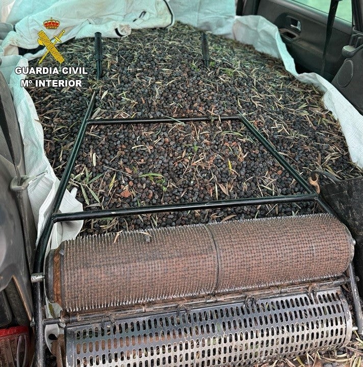 Detienen en Malagón a dos personas por la receptación de 131.000 kilos de aceituna robada Detienen en Malagón a dos personas por la receptación de 131.000 kilos de aceituna robada