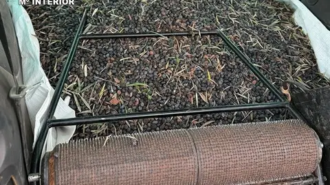 Aceituna robada intervenida por la Guardia Civil Aceituna robada intervenida por la Guardia Civil