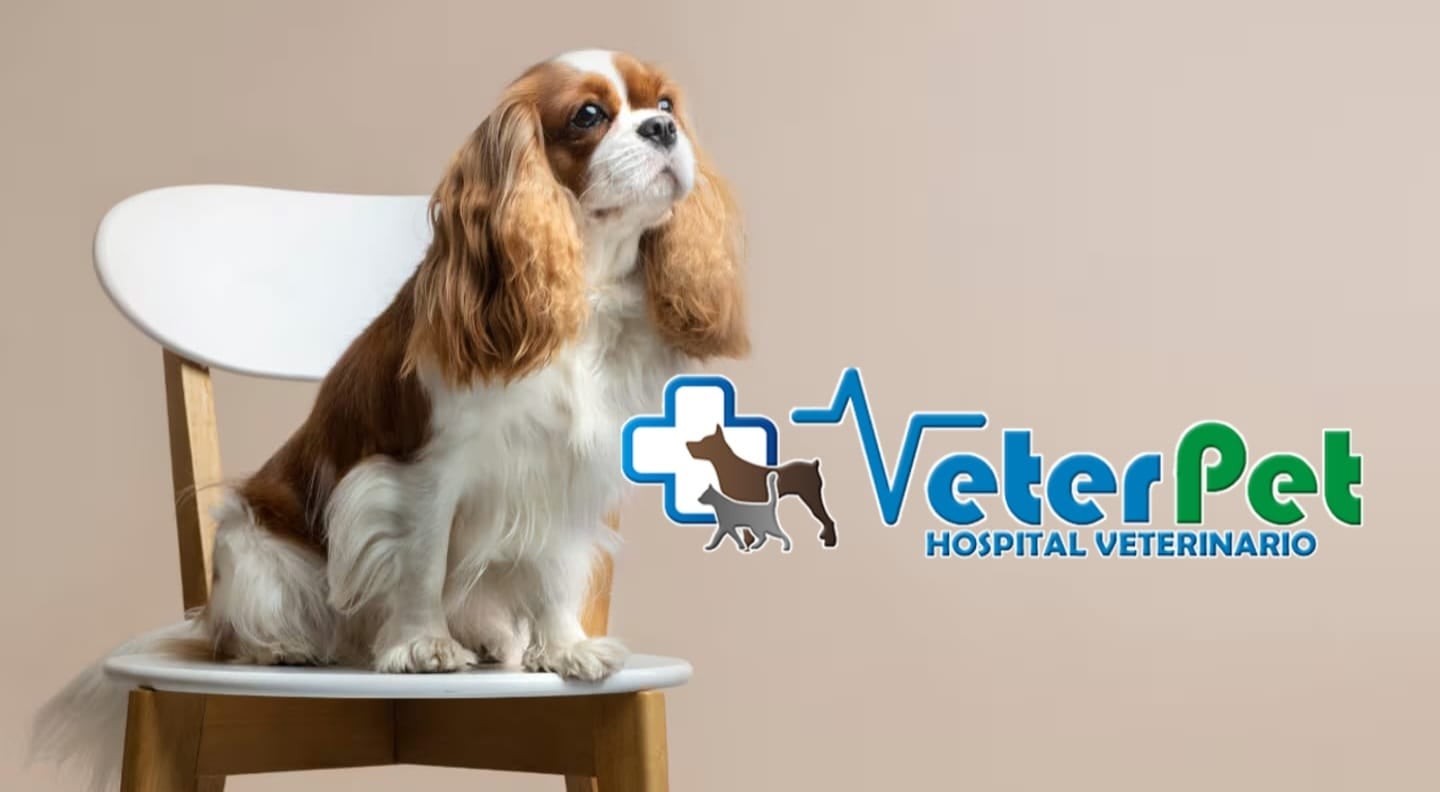 Ángel Osuna nos presenta razas de perros que parecen cachorros toda su vida y enamoran por su tamaño y personalidad. Ángel Osuna nos presenta razas de perros que parecen cachorros toda su vida y enamoran por su tamaño y personalidad.