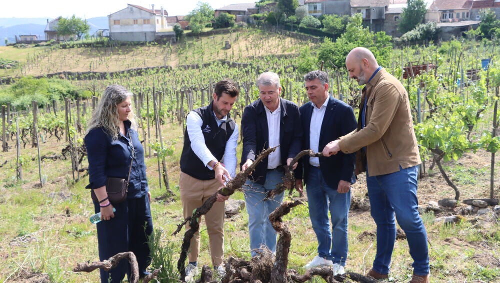 Nova convocatoria da Xunta para a reestructuración e reconversión de viñedos 