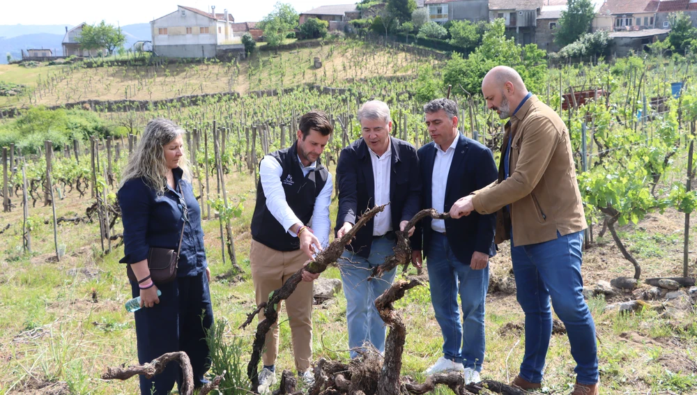 Nova convocatoria da Xunta para a reestructuración e reconversión de viñedos Nova convocatoria da Xunta para a reestructuración e reconversión de viñedos