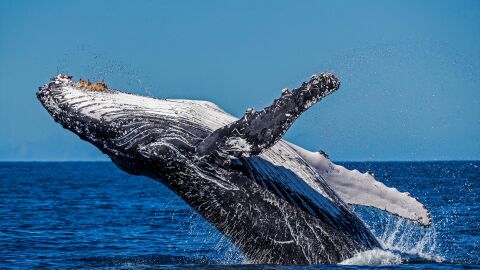 Ballena Jorobada en la Gran Barrera de Coral