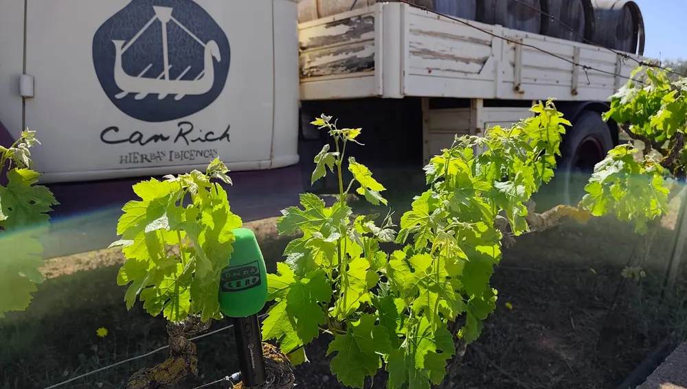 Más de Uno Ibiza y Formentera ha hecho parte del programa desde Bodegas Can Rich Más de Uno Ibiza y Formentera ha hecho parte del programa desde Bodegas Can Rich