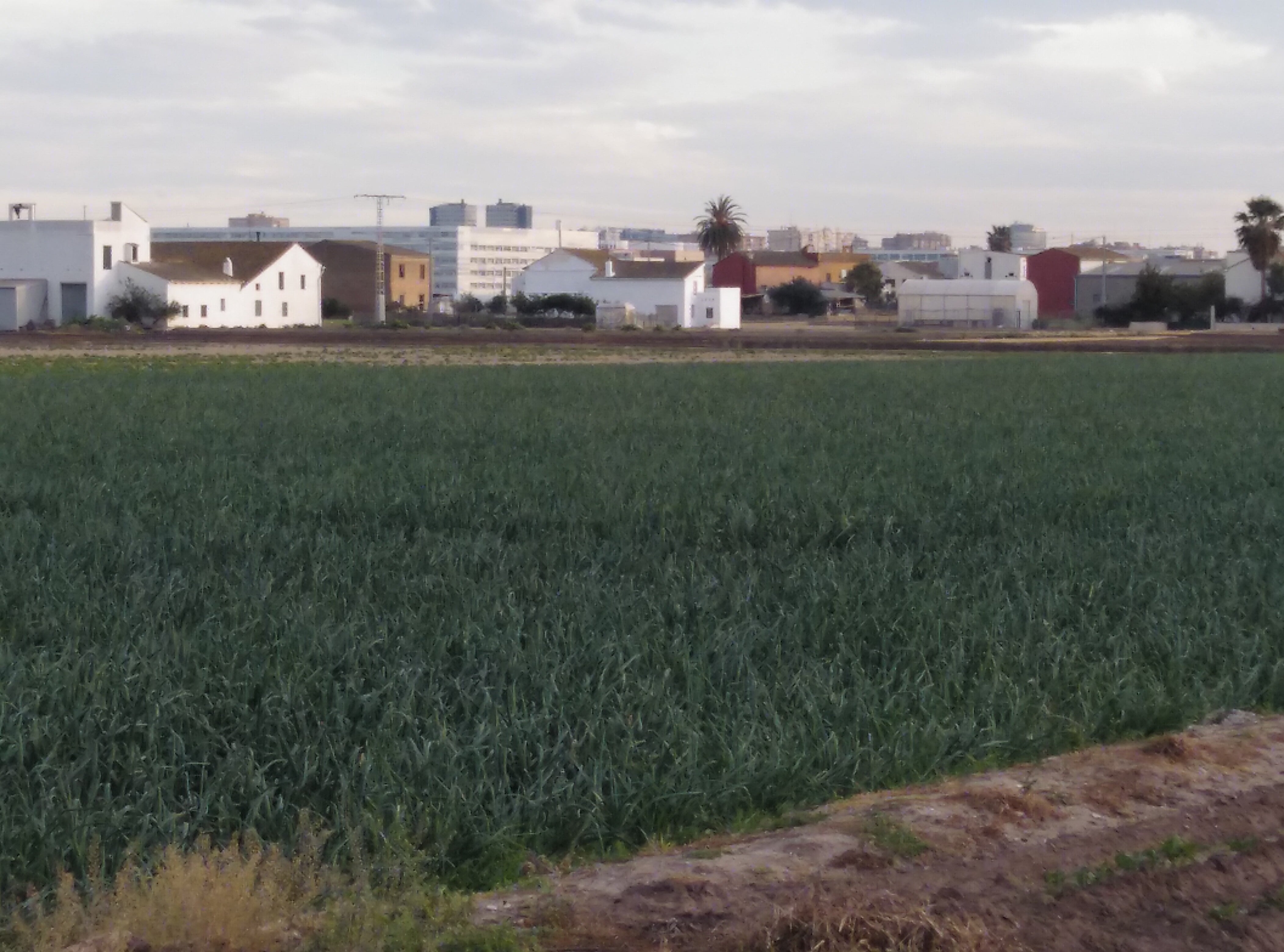 València adapta su normativa a la legislación autonómica para flexibilizar los usos de los terrenos de huerta València adapta su normativa a la legislación autonómica para flexibilizar los usos de los terrenos de huerta