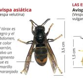 avispa asiatica