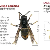 avispa asiatica avispa asiatica