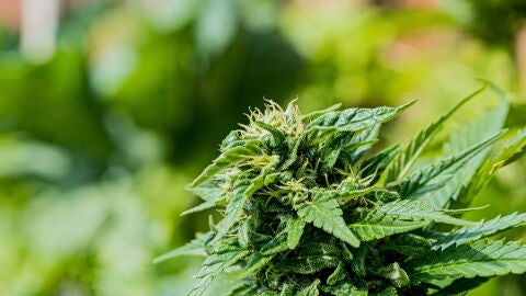 Fotograf&iacute;a de enfoque selectivo de cannabis verde en un jard&iacute;n en primer plano