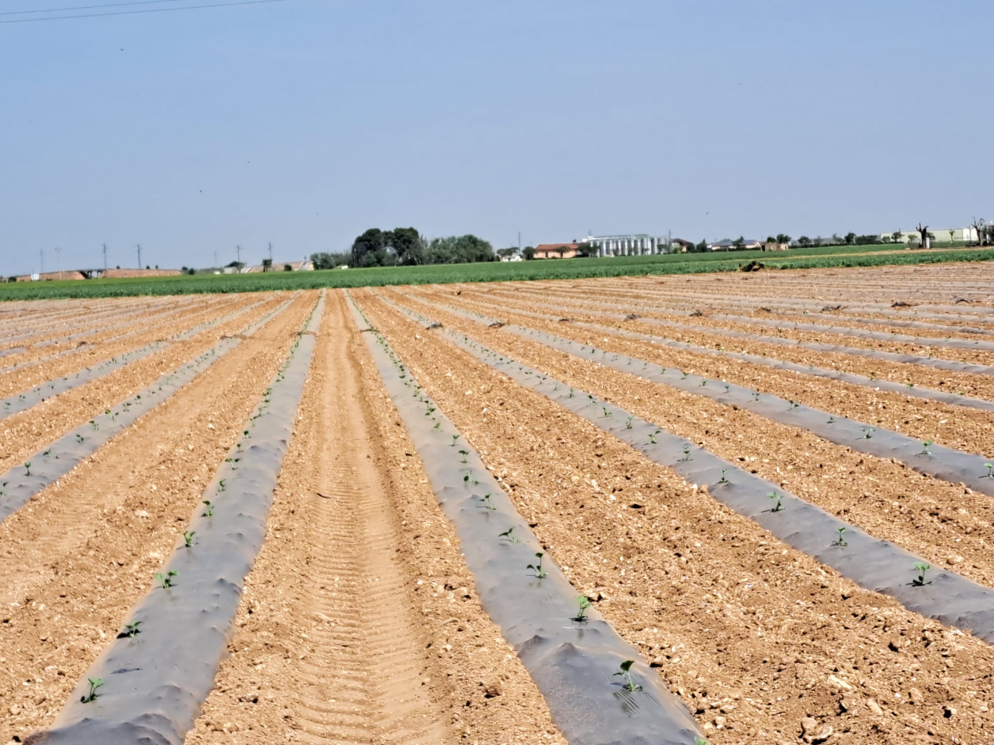 Los agricultores inician la plantación de melón y sandía Los agricultores inician la plantación de melón y sandía