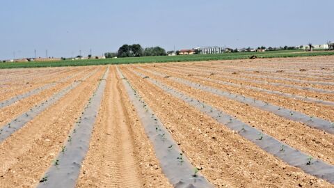 Inicio siembra mel&oacute;n y sand&iacute;a con manta t&eacute;rmica