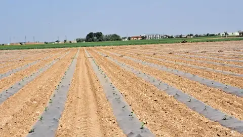 Inicio siembra melón y sandía con manta térmica Inicio siembra melón y sandía con manta térmica