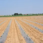 Inicio siembra melón y sandía con manta térmica Inicio siembra melón y sandía con manta térmica